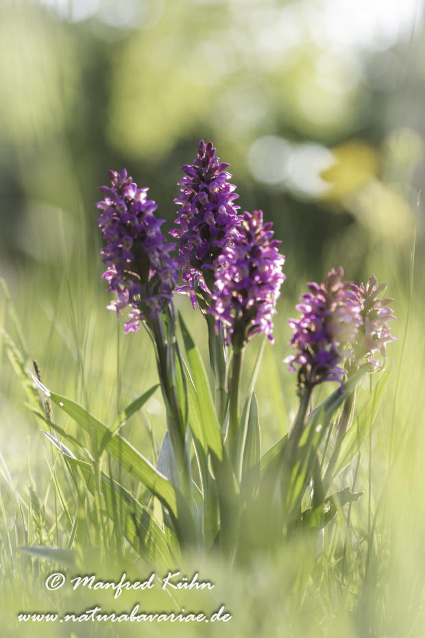 Knabenkraut (Fleischfarbenes)_0029