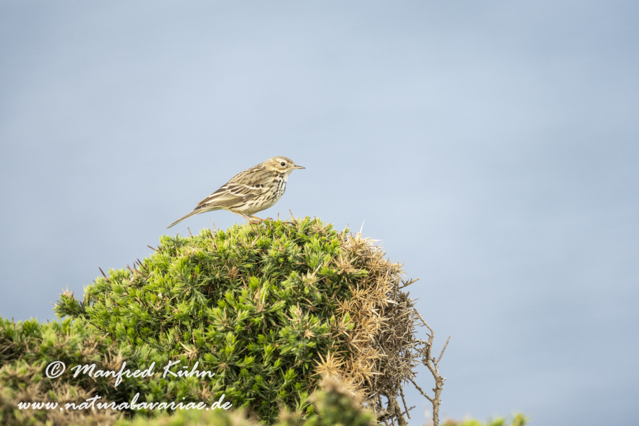 Strandpieper ()_0046