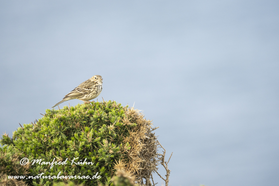 Strandpieper ()_0047