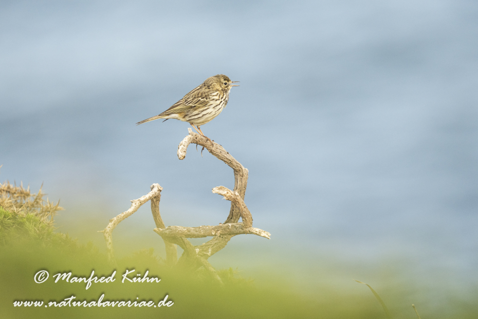 Strandpieper ()_0064