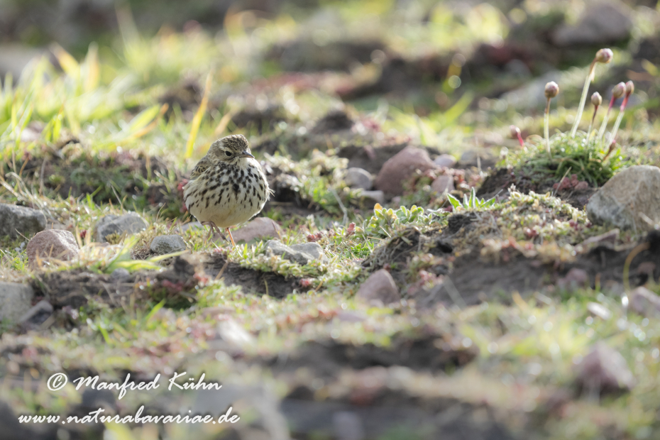Strandpieper ()_0074