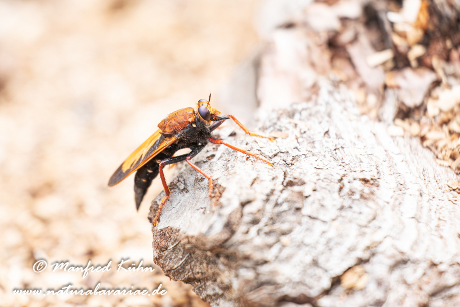 Asilus barbarus (Raubfliege)_0008