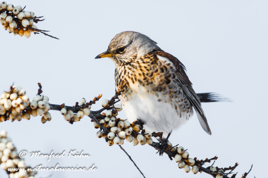 Wacholderdrossel ()_0016