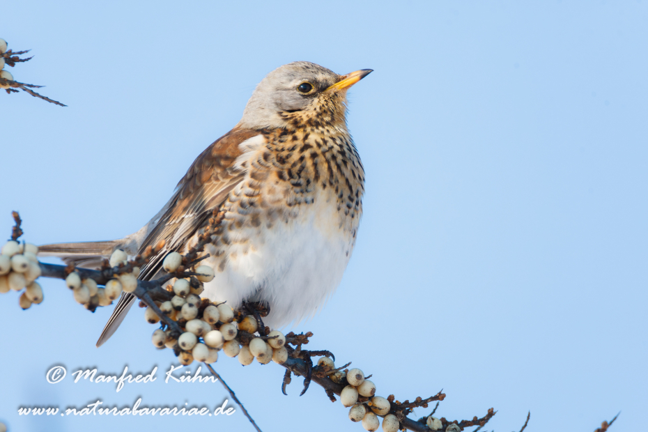 Wacholderdrossel ()_0018