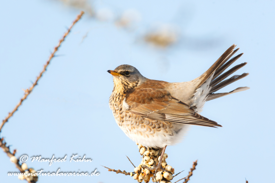 Wacholderdrossel ()_0021