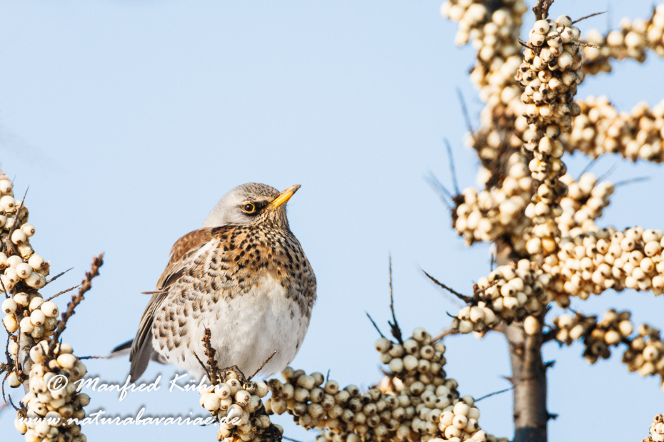 Wacholderdrossel ()_0044