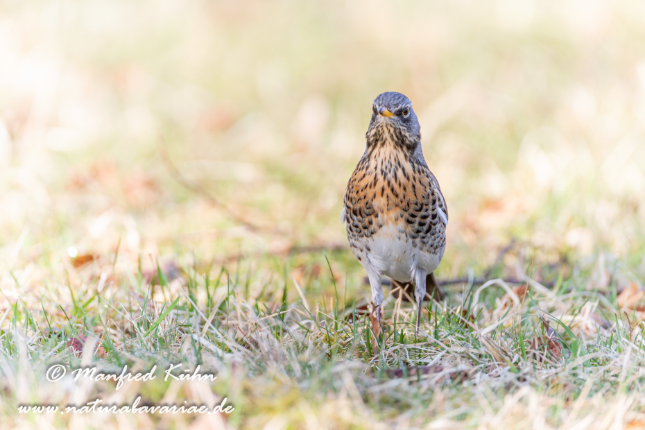 Wacholderdrossel ()_0062