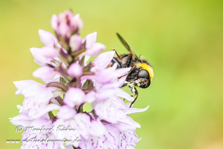 Schwebefliege (Hummel-Gebirgs-)_0001