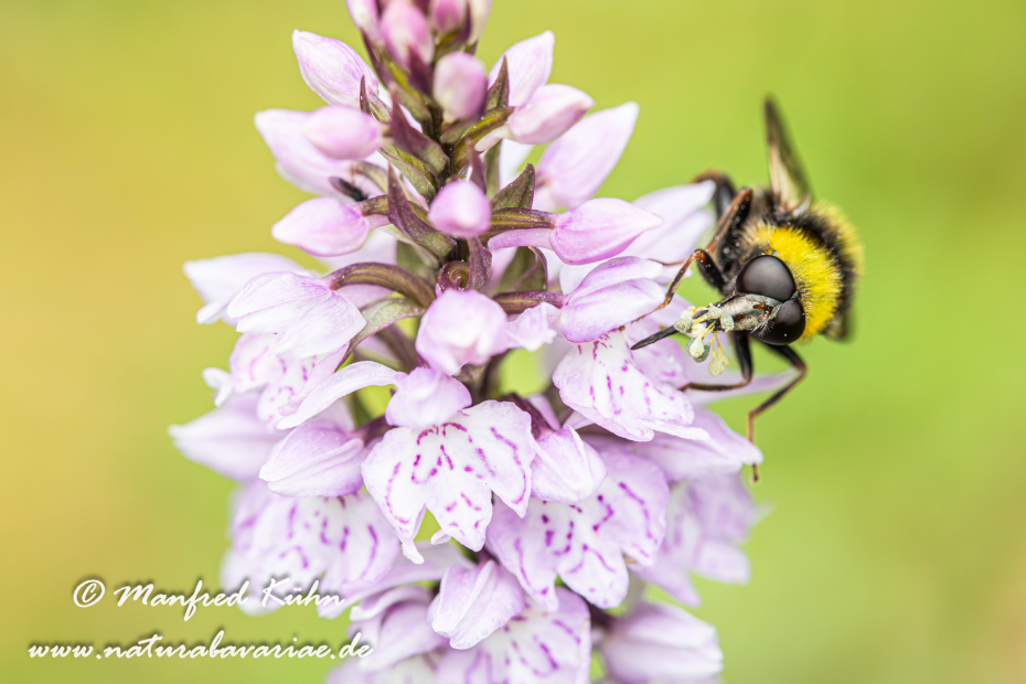 Schwebefliege (Hummel-Gebirgs-)_0002