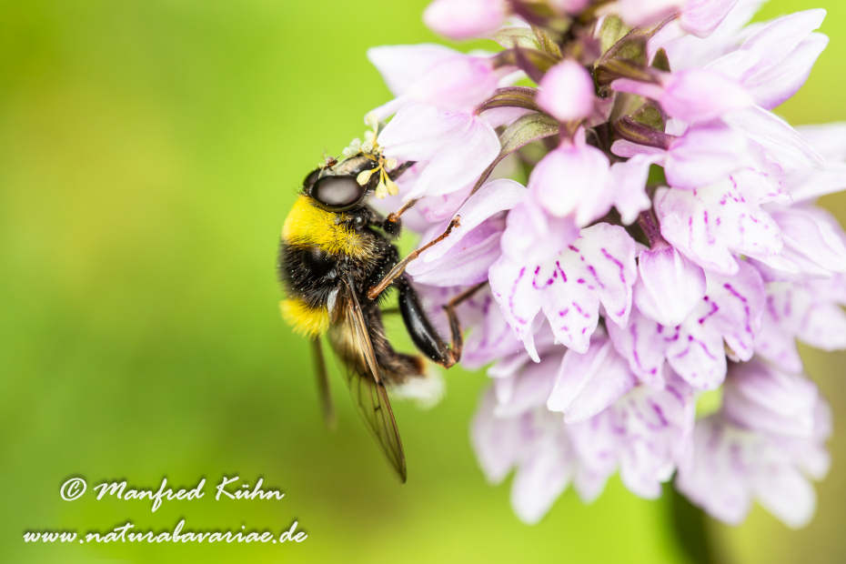 Schwebefliege (Hummel-Gebirgs-)_0005