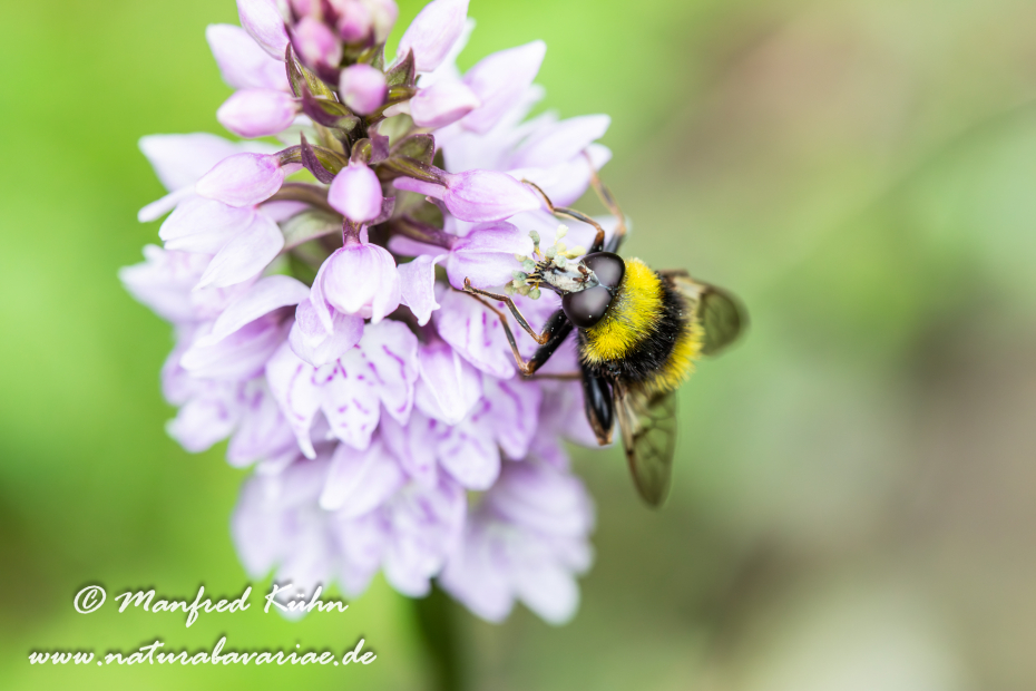 Schwebefliege (Hummel-Gebirgs-)_0010