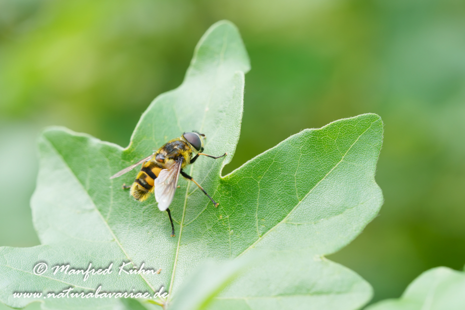 Schwebfliege (Totenkopf-)_0006