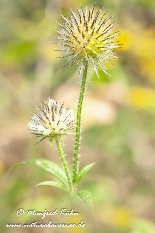 Karde (behaarte)_0001