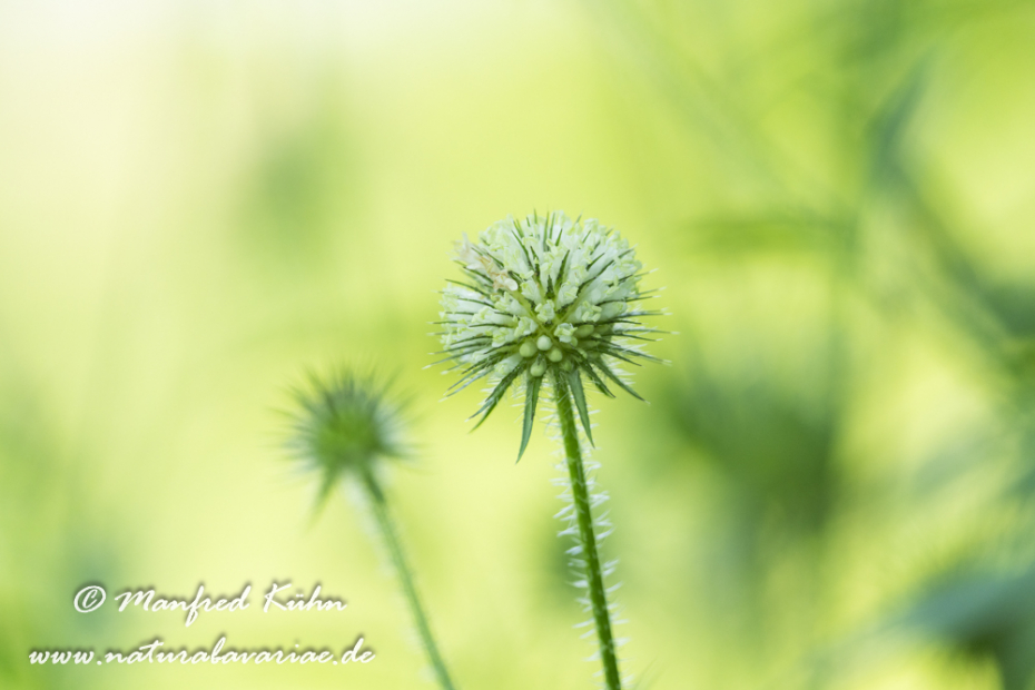 Karde (behaarte)_0011