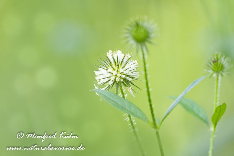 Karde (behaarte)_0013