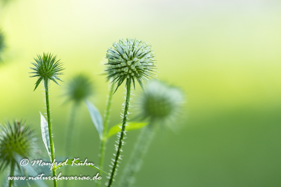 Karde (behaarte)_0017