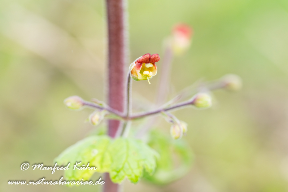 Braunwurz (Knotige)_0006
