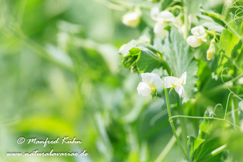 Futtererbse ()_0001