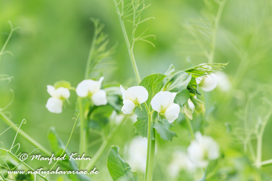 Futtererbse ()_0011