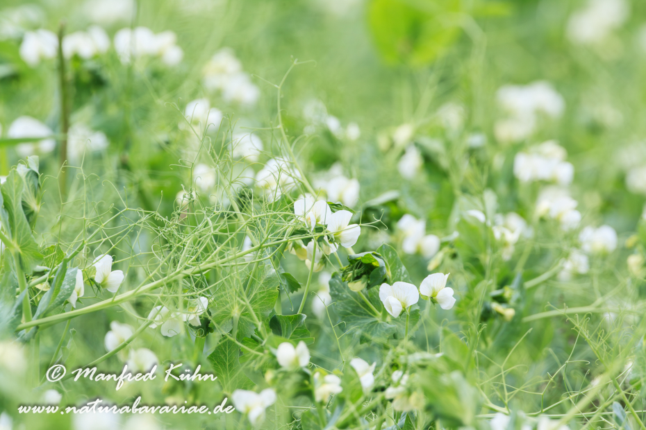 Futtererbse ()_0012