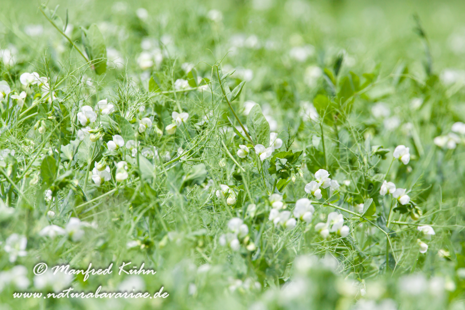 Futtererbse ()_0016