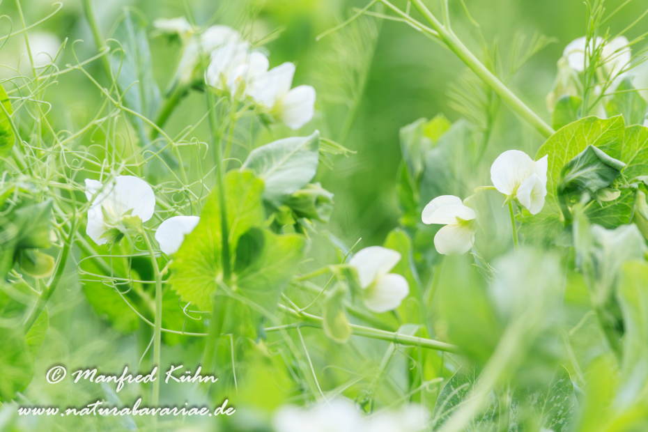 Futtererbse ()_0020