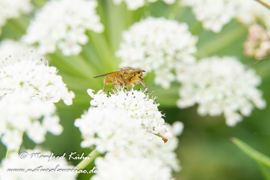 Dungfliege (Gelbe)_0004