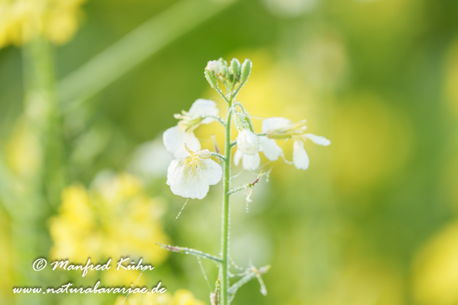 Ölrettich ()_0028