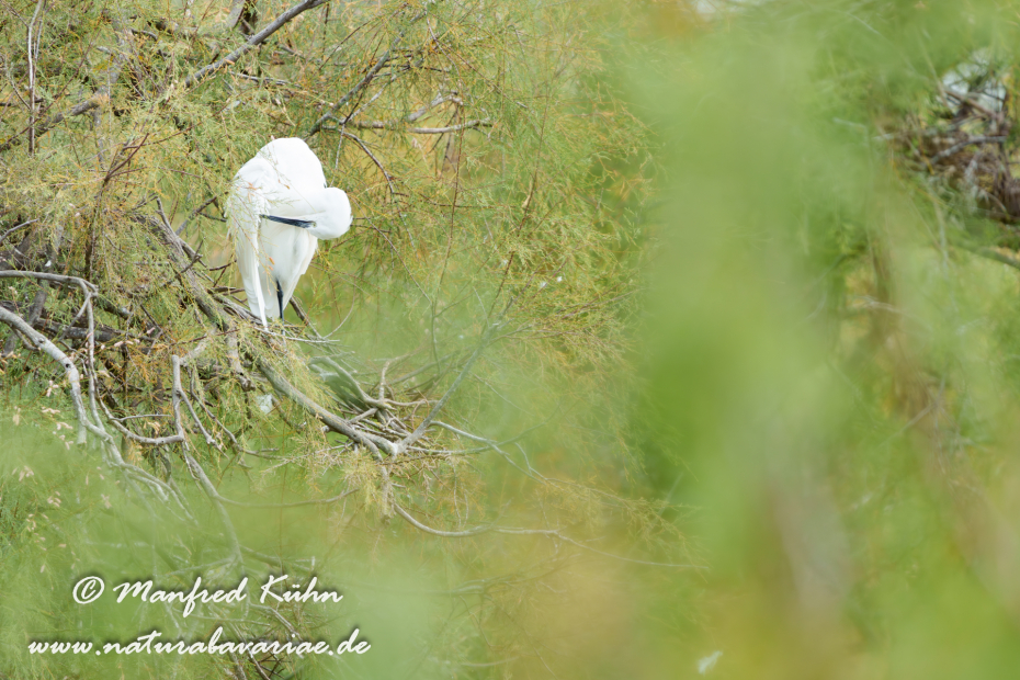 Seidenreiher ()_0126