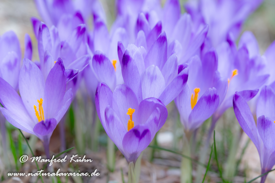 Krokus neapolitanus (Frühligskrokus)_0001
