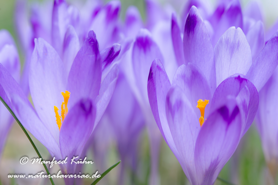 Krokus neapolitanus (Frühligskrokus)_0004