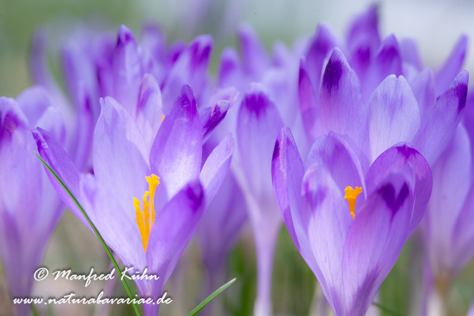 Krokus neapolitanus (Frühligskrokus)_0006