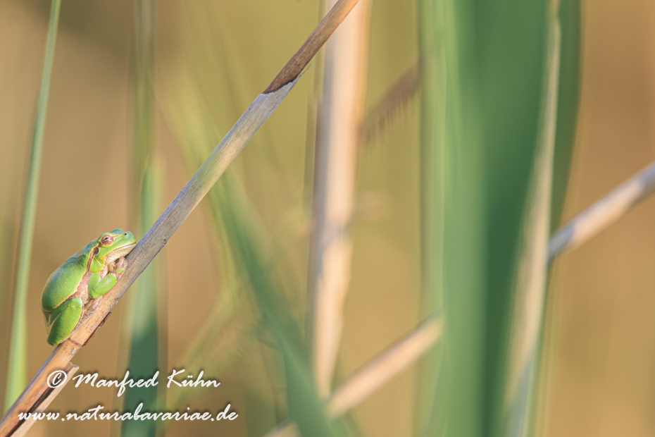 Laubfrosch (Italienischer)_0009