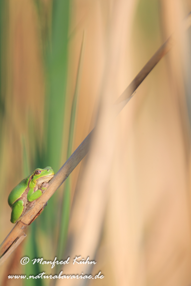 Laubfrosch (Italienischer)_0012