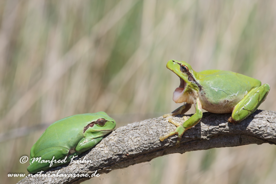 Laubfrosch (Mittelmeer-)_0037