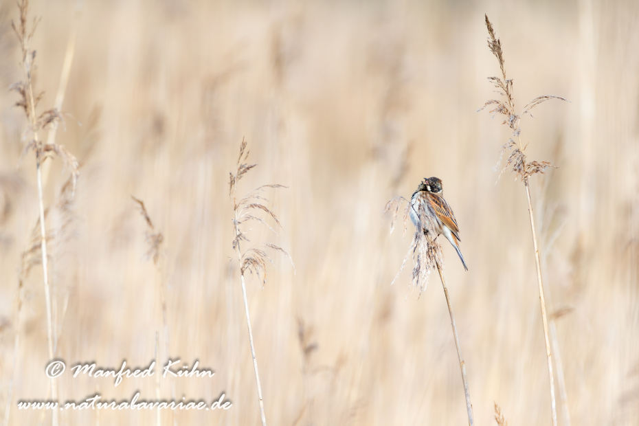 Rohrammer ()_0025