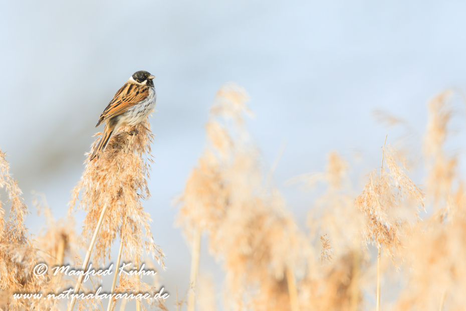 Rohrammer ()_0045