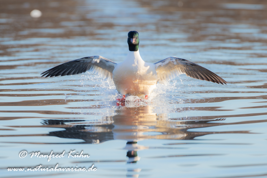Gänsesäger ()_0034