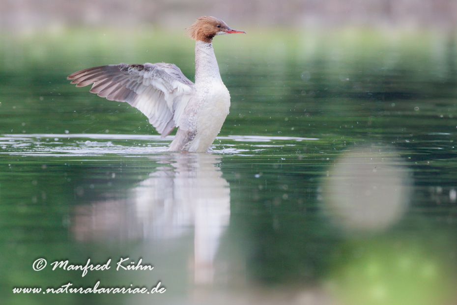 Gänsesäger ()_0057