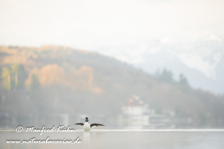 Schellente ()_0115