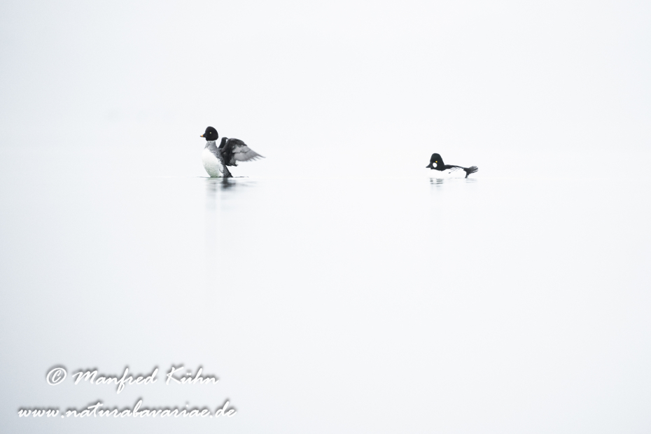 Schellente ()_0121