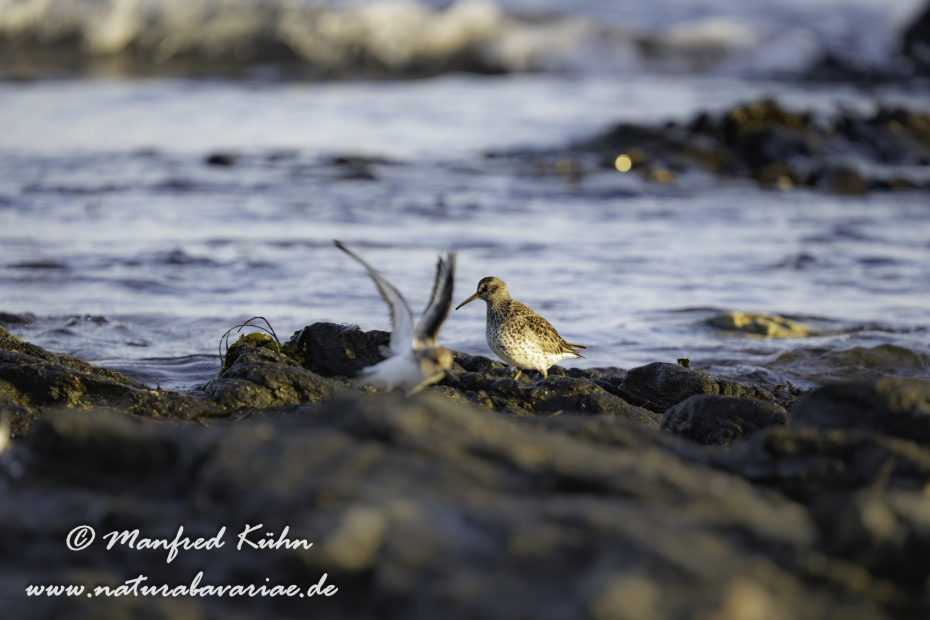 Strandläufer (Meer-)_0006