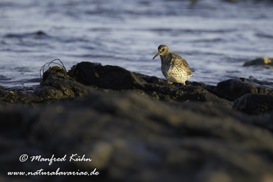 Strandläufer (Meer-)_0014