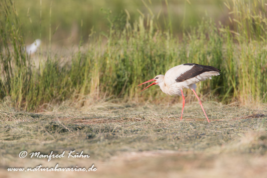 Weissstorch ()_0003