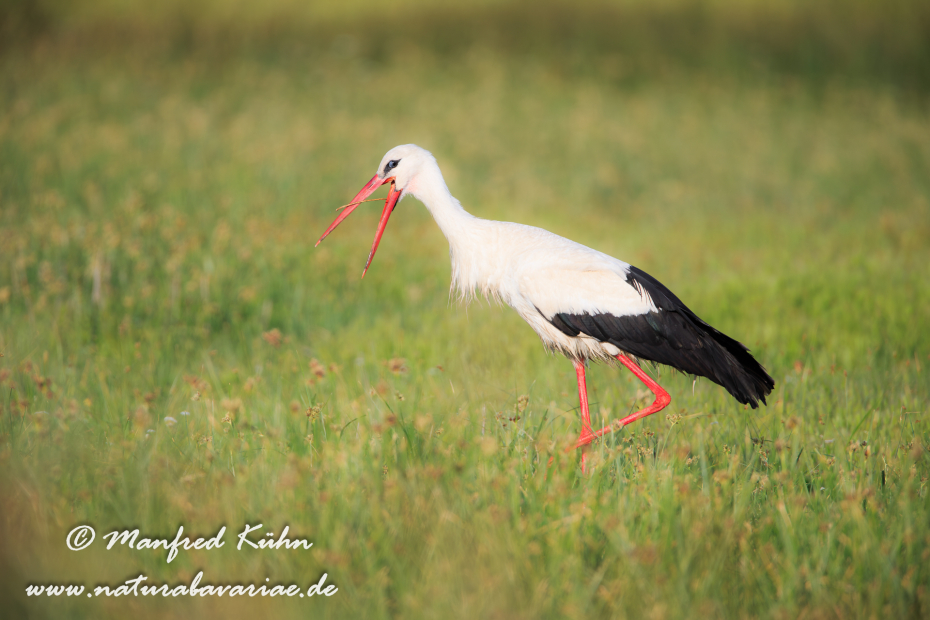 Weissstorch ()_0041