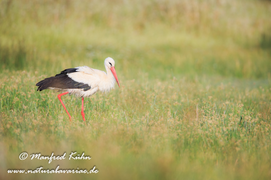 Weissstorch ()_0043