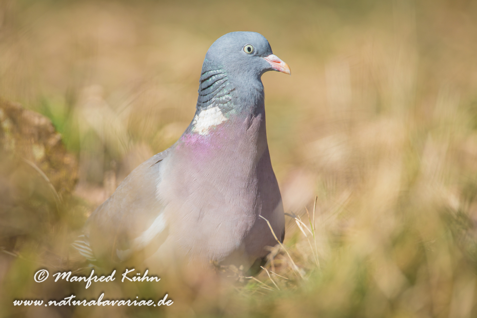Ringeltaube ()_0032