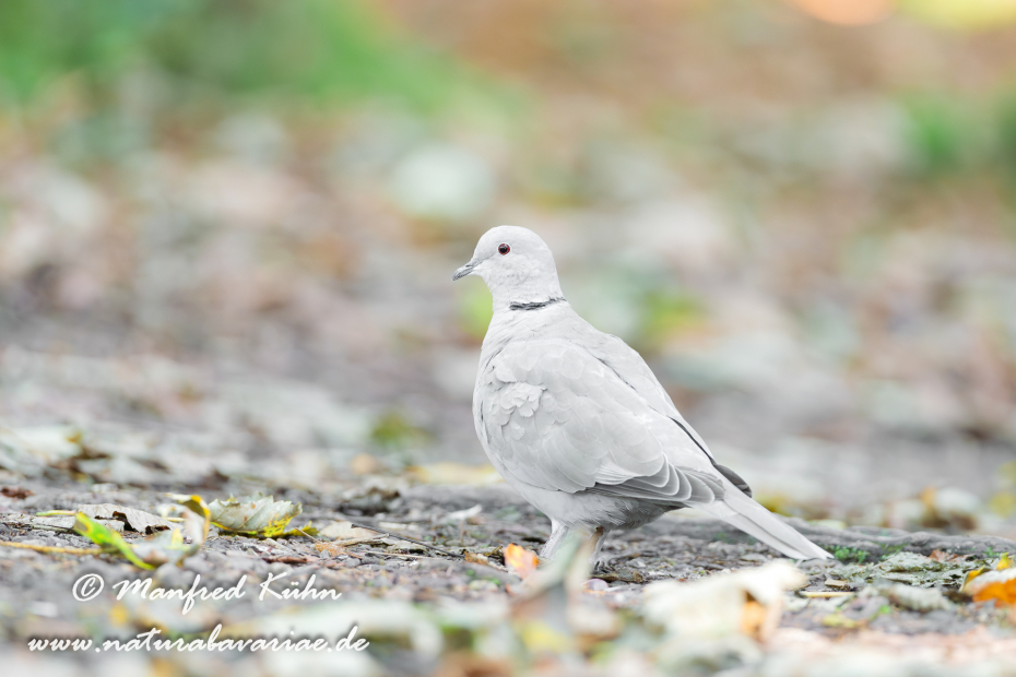 Türkentaube ()_0013
