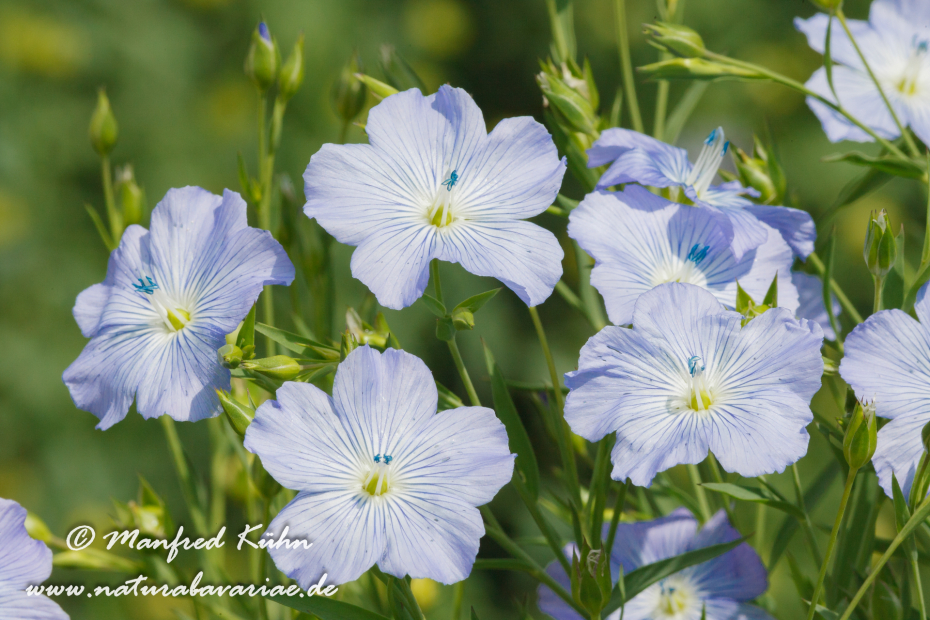 Lein (Flachs)_0001