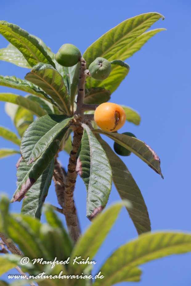 Wollmispel (Japanische)_0003